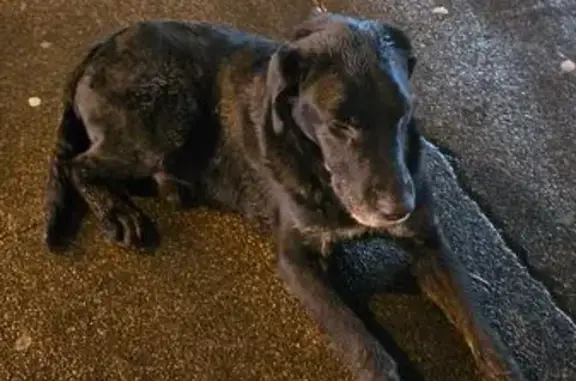 Собака найдена у метро Василеостровская