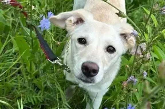 Собаки потеряшки, Тула, фото: Потеряшка собака, ул. Михеева, 4, Тула