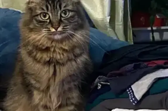 Пропала кошка, пр. 100-летия Владивостока, 153