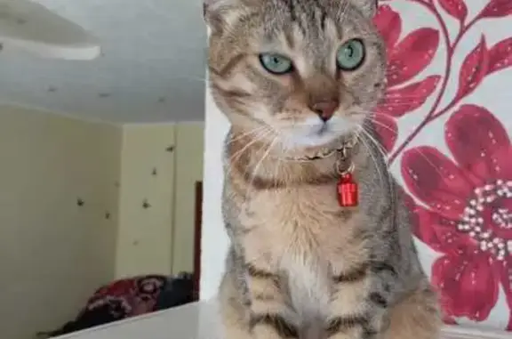 Кошки потеряшки, Железногорск, фото: Потеряшка кошка, Белорусская ул. 47, Железногорск