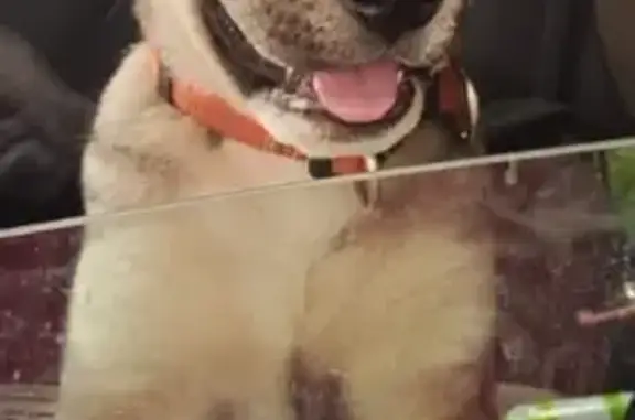 Собаки потеряшки, Омск, фото: Потеряшка щенок, ул. Багратиона, Омск