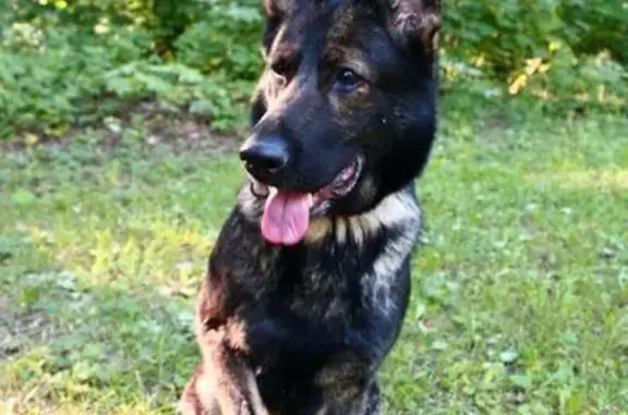 Собаки потеряшки, Москва, фото: Потеряшка овчарка у Пятёрочки, Наташи Качуевской, 2