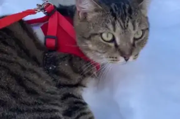 Пропала кошка, р-н НЗИВ, Искитимский округ