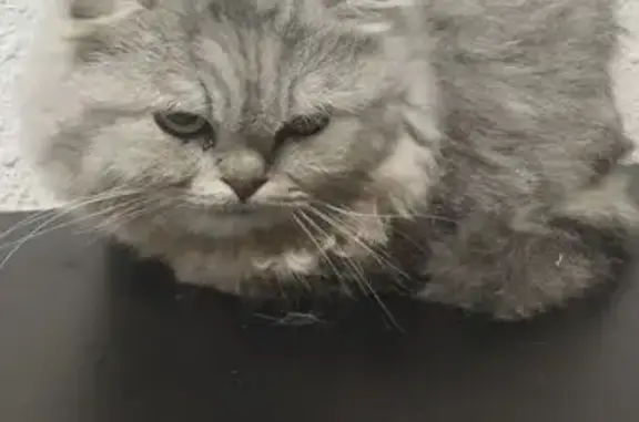 Найдена кошка, Казань, фото: Кошка найдена: Гареева 7Б, Казань