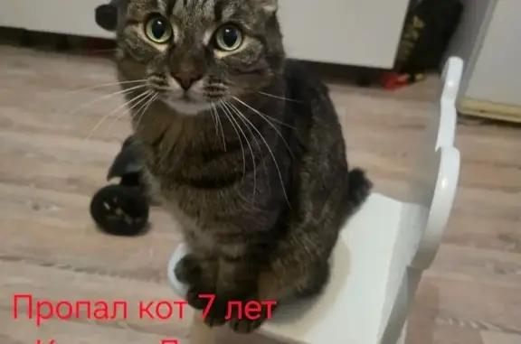 Пропала кошка, 7 лет, Якутск