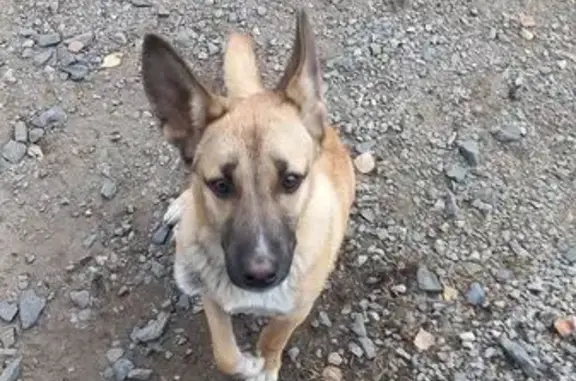 Найдена собака, Томск, фото: Собачка найдена: ул. Б. Хмельницкого, 151