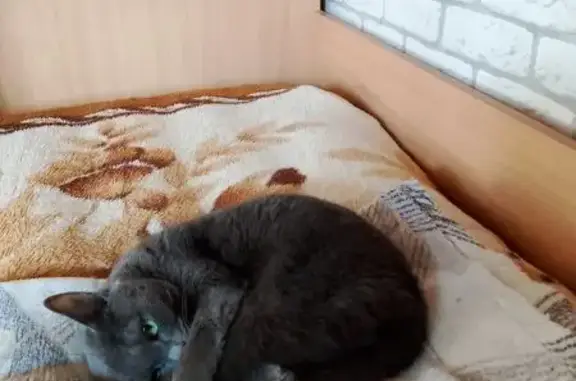 Кошки потеряшки, Радужный, фото: Потеряшка кошка, Радужный 29