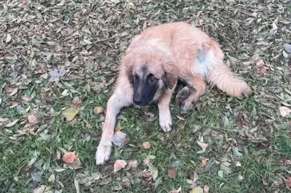 Найдена собака, Хабаровск, фото: Собака найдена: ДОС квартал, 27, Хабаровск
