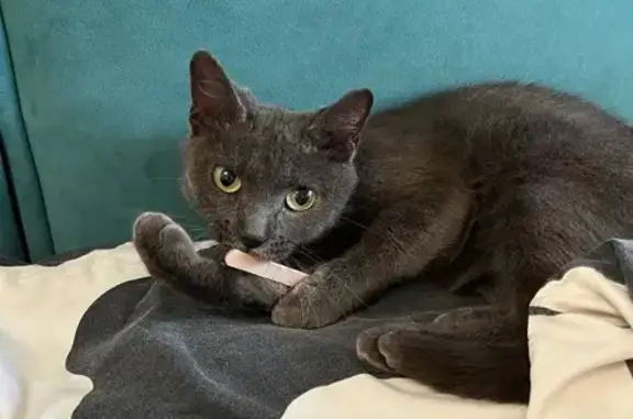 Кошка найдена, ул. Малахова 99, Барнаул