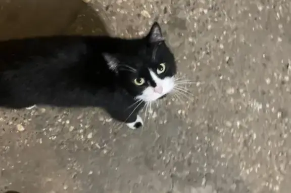 Найдена кошка, Тверь, фото: Кошка найдена: Зелёный проезд, 47 к3, Тверь