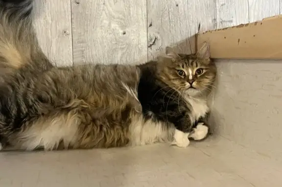 Пропала сибирская кошка, Красноярск