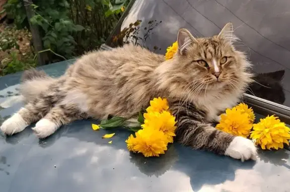 Кошки потеряшки, Шарыпово, фото: Потеряшка кот, Шарыпово, 12