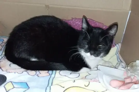 Найденные животные Алматы, фото: Кот найден в 10-А мкр, Алматы