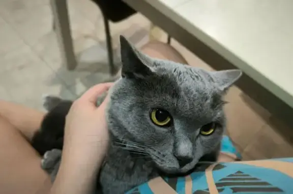 Пропала кошка, Лунная 10, Новороссийск