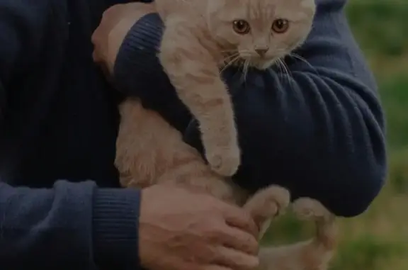 Кошки потеряшки, Выкса, фото: Потеряшка кошка, Рабочая ул. 63, Выкса