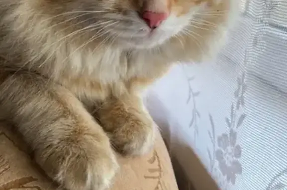 Кошки потеряшки, , фото: Потеряшка кошка, Большая Шильна, Татарстан