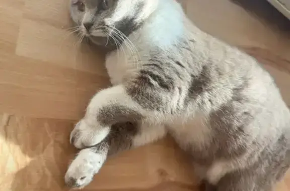 Кошка найдена: Центральный квартал, 14