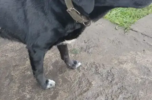 Найдена собака, , фото: Найдена собака в Уфе, Башкортостан