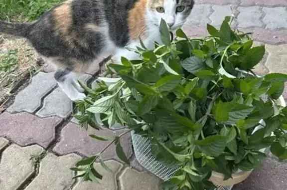 Пропала кошка в Тюмени, Тюменская обл.