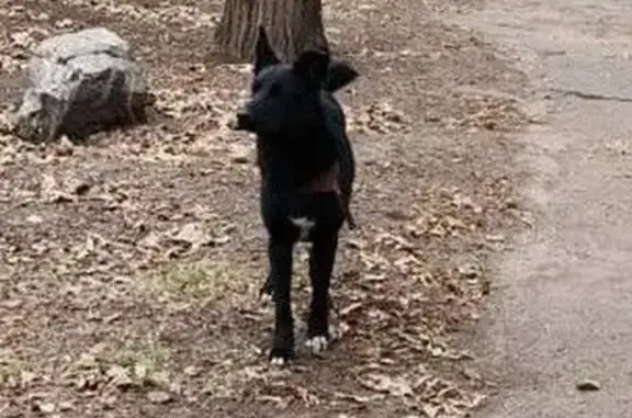 Найдена собака, Свердловская 30А, Крск