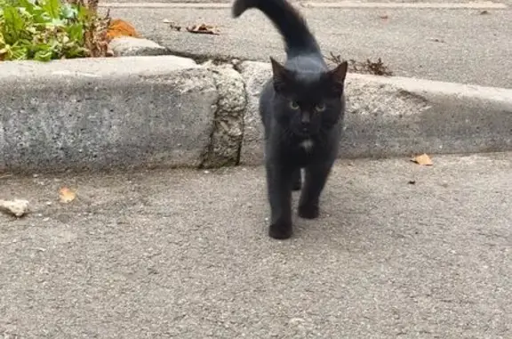 Найдена кошка, Казань, фото: Котёнок найден: Ново-Азинская 14А, Казань