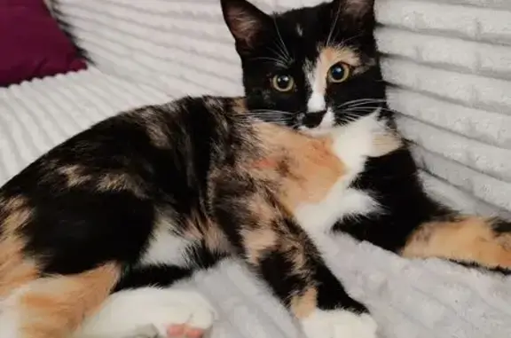 Кошки потеряшки, , фото: Потеряшка кошка, Дзержинского 13, Ижевск