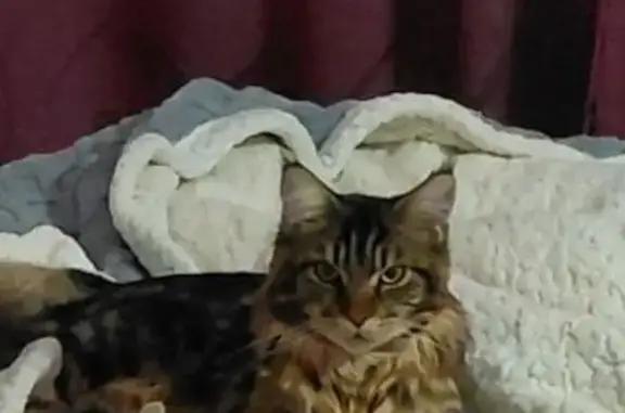 Кошки потеряшки, Челябинск, фото: Потеряшка кошка, Якорная 6, Челябинск