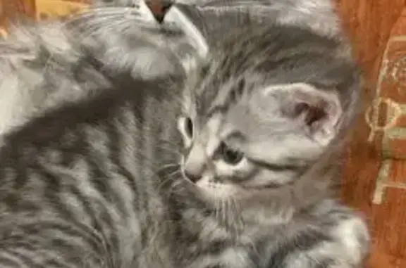 Пропала кошка, ул. Интернационалистов, 2