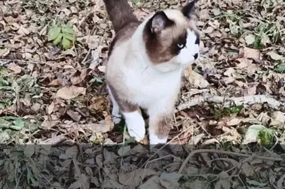 Найдена кошка, Томск, фото: Кошка найдена, Ботанический пер., Томск