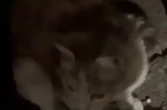 Пропала кошка, ул. Рокоссовского, 9 с3