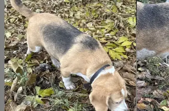 Найдена собака, Воронеж, фото: Найдена собака, Воронеж, Краснознамённая 55