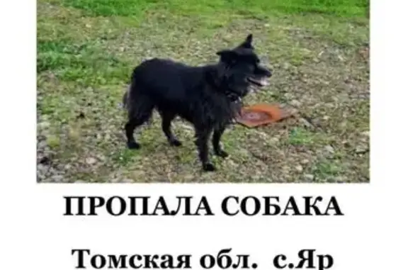 Пропала чёрная собака, Томская область
