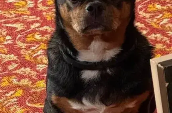 Собаки потеряшки, Нижний Новгород, фото: Потеряшка собака, ул. Строкина, Нижний Новгород