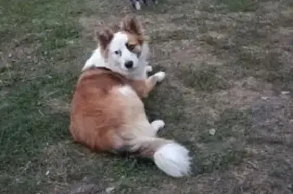 Пропала собака, ул. Тютчева, Воронеж