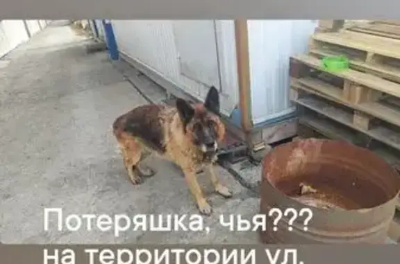 Найдена собака, ул. Родькина 13, Челябинск
