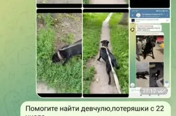 Пропала собака, ул. Тракторная, Саратов