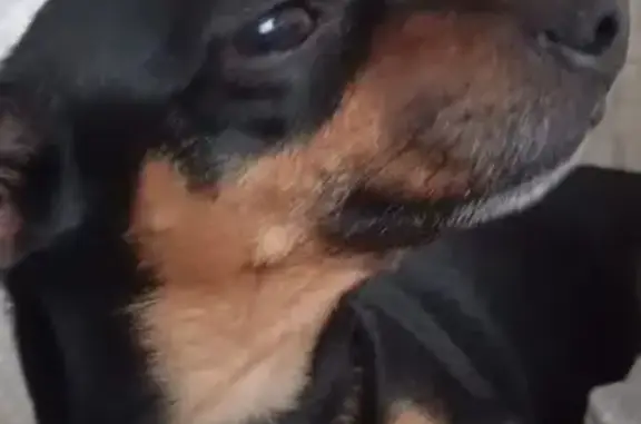 Пропала собака, Томск, Томская область