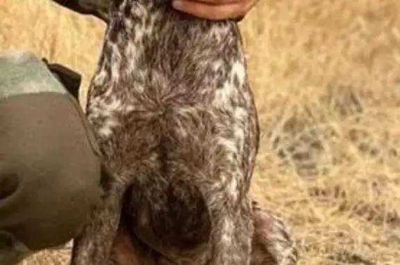 Пропала собака, Лучевое с/п