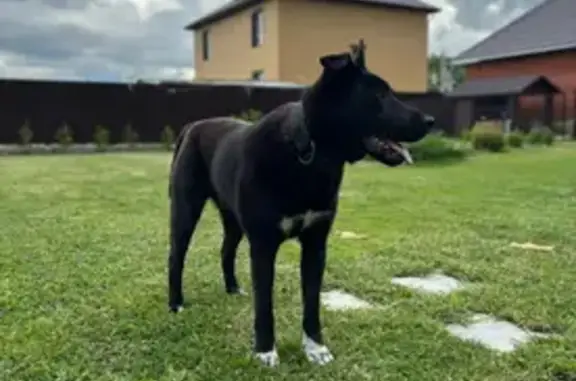 Собаки потеряшки, , фото: Потеряшка собака, Соловьиная ул. 11, Сычёво