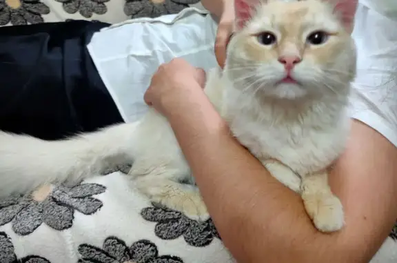 Крупный рыжий кот найден на Кирпичной, 2А