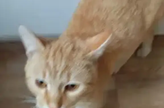 Кошка найдена: Карагандинская, Оренбург