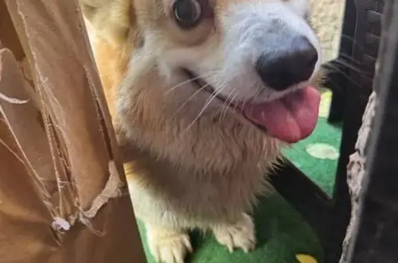 Найдена собака, Малаховка, фото: Корги найден на Мамина-Сибиряка, 44А