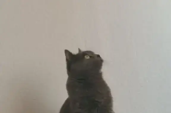 Найдена кошка, ул. Афанасьева, Чебоксары