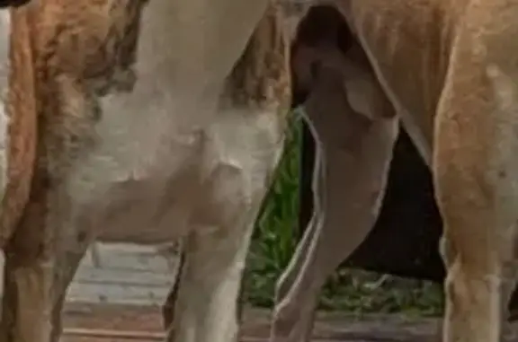 Пропала собака Уиппет, Верея МО