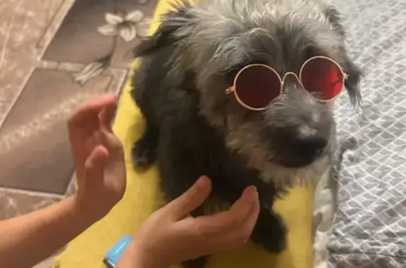 Пропала собака на ул. Карла Маркса, Клин