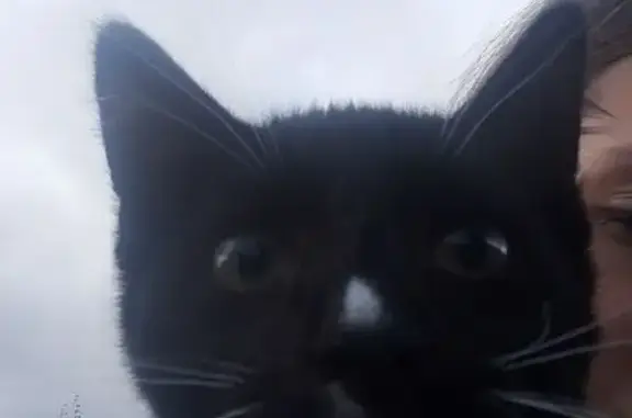 Потерянные животные Киров, фото: Пропала кошка, Парковая ул., 15А, Киров