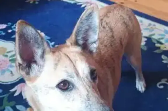 Собаки потеряшки, Калужская область, фото: Потеряшка собака в Грачёвке, Калужская обл.