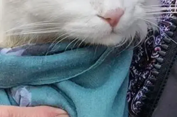 Найдена кошка, Исаково (луневское Сп), фото: Кошка найдена на Рябиновой улице, Исаково