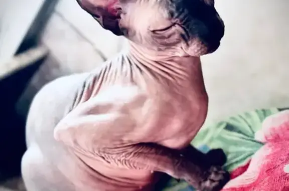 Кошки потеряшки, Самара, фото: Потеряшка кошка, Ново-Садовая, Самара