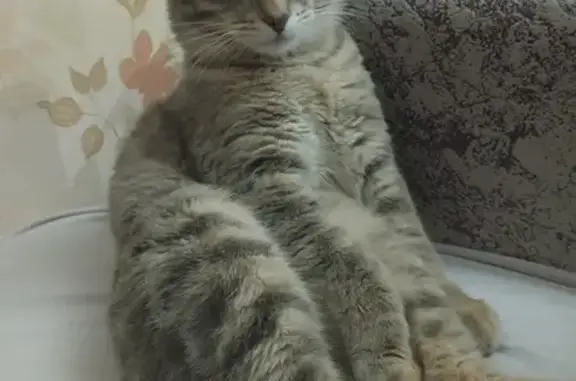 Пропала кошка на Кремлёва, 2, Курган